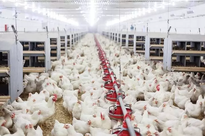 Tavuk eti üretimi Haziranda yüzde 14,7 arttı