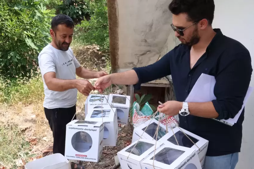 Antalyada 800 dekar araziye faydalı böcek desteği