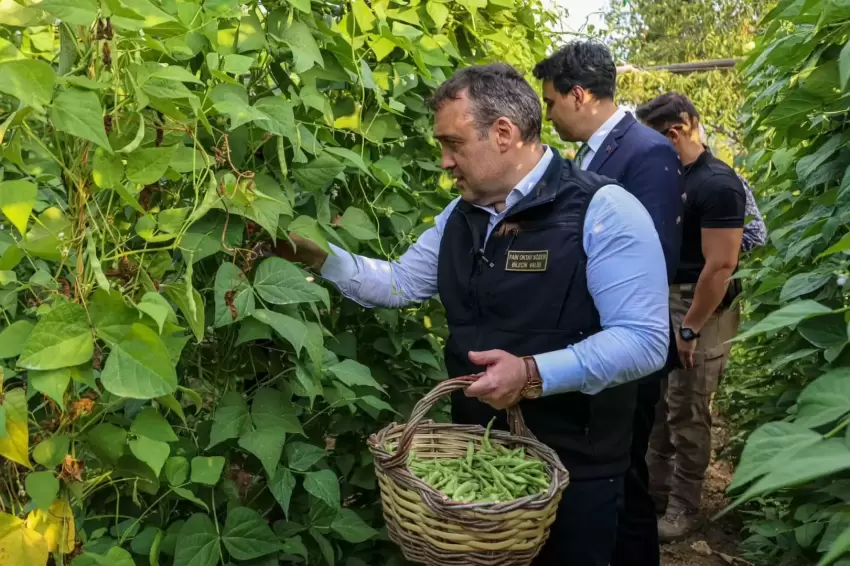 Pazaryeri Boncuğunda hasat vakti