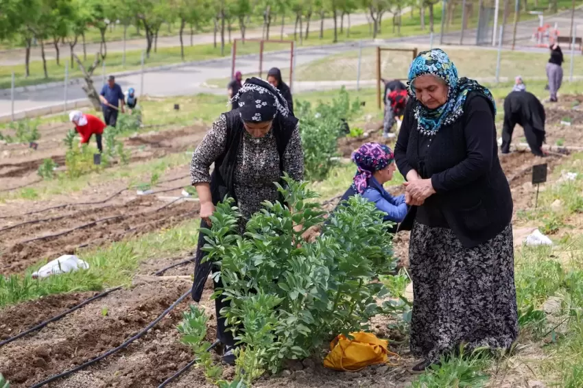 İzmir Mahalle Bostanları büyüyor