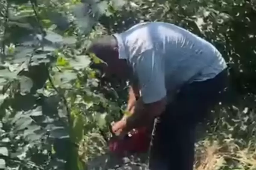 Fındık üreticisi isyan etti, bahçesindeki ağaçları kesti
