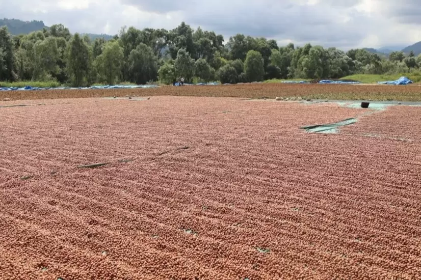Orduda fındık hasadı ve katma değerli üretim