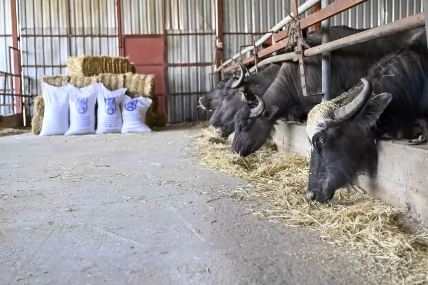 Ankarada manda yetiştiricilerine ücretsiz yem desteği