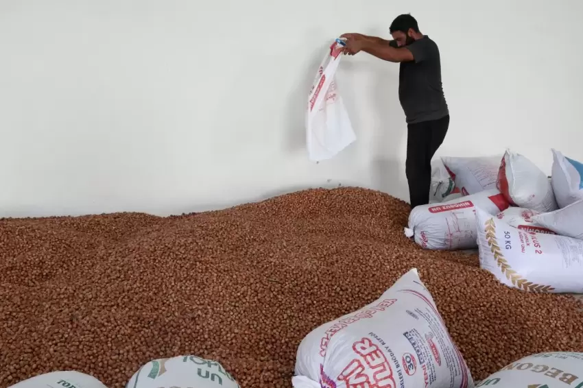 Kandıranın fındığı Kocaeli Büyükşehir güvencesinde