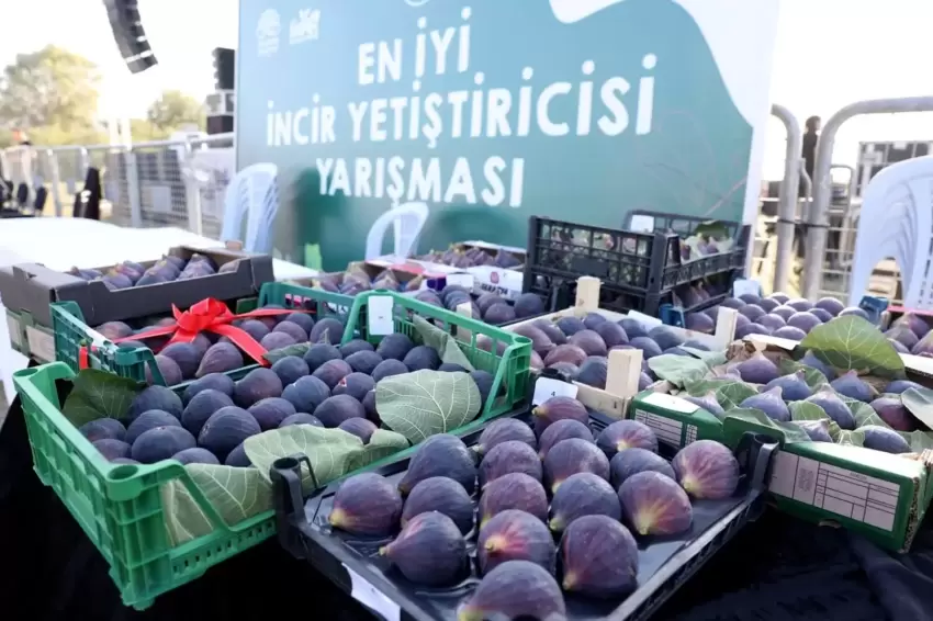 Bursa Nilüfer 12. Akçalar Fadıllı İncir Festivaline hazır
