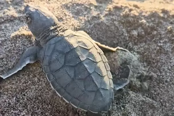 Akyatanda deniz kaplumbağaları için seferberlik