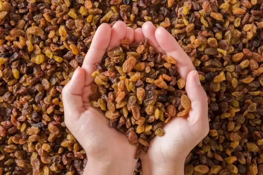Çekirdeksiz kuru üzüm fiyatları belli oldu... Alımlar 15 Eylülde başlıyor