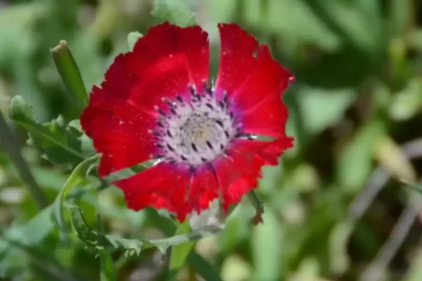 Külhöyükte iki önemli keşif 4 bin yıllık Sevgi Çiçeği tohumları bulundu