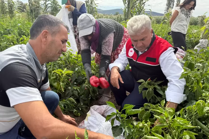 AK Partili Canbey, Kepsutta kapya biber hasadına katıldı