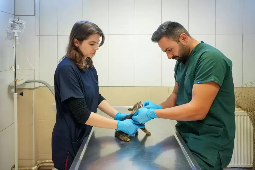 Maltepede sahipsiz kedi kısırlaştırmada online randevu