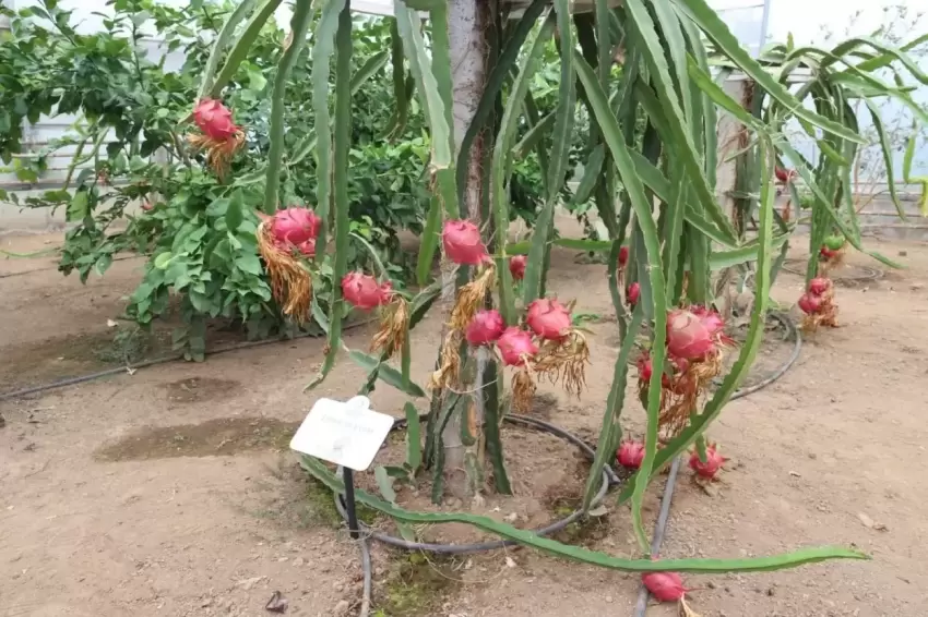 Orduda tropikal meyveler seralarda yetişiyor