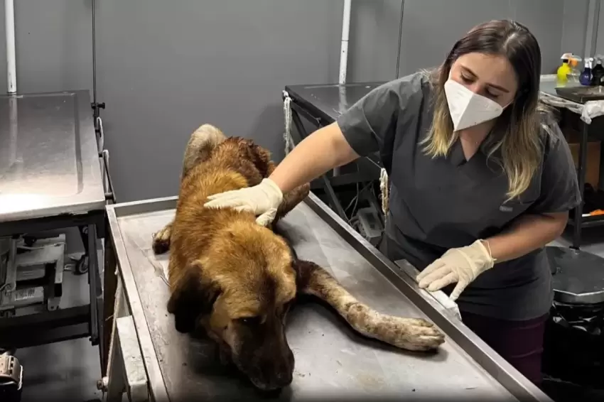 Orduda yaralı köpek kurtarıldı