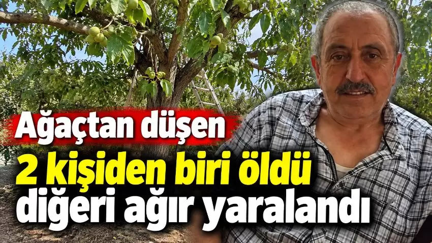 Alaplıda ceviz ağacı kazası: 1 kişi hayatını kaybetti