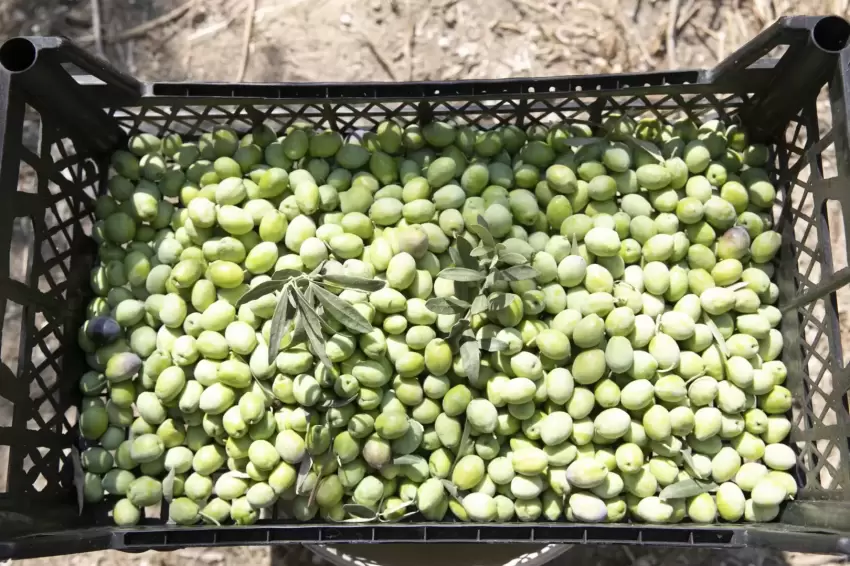 Mersinde zeytin fidanları ürün verdi