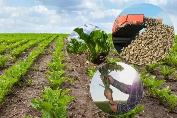 Türkşekerin şeker pancarı alım fiyatı belli oldu