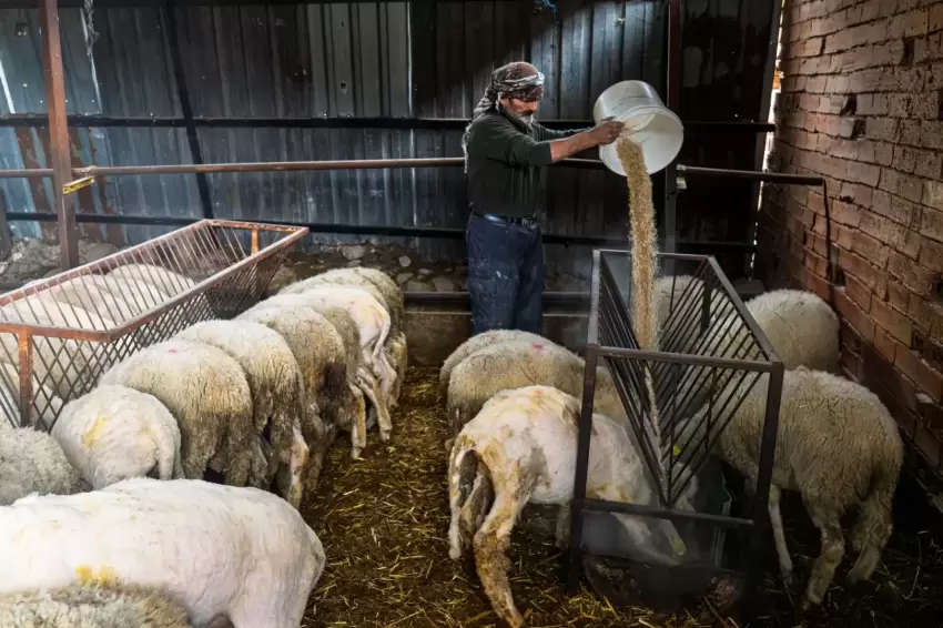 İzmirde yangından etkilenen 47 üreticiye 30 ton yem desteği