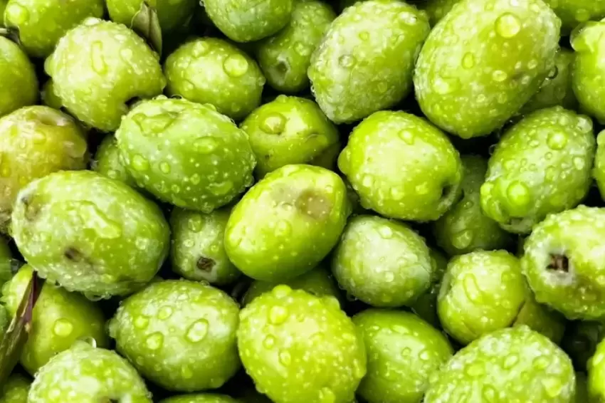 Dorlion zeytinyağında erken hasat heyecanı