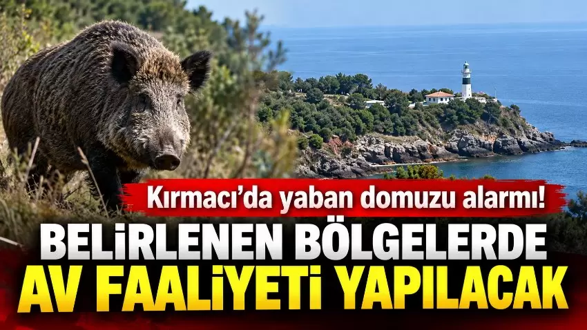 Kırmacıda yaban domuzu alarmı Av faaliyeti için tarih ve saat açıklandı