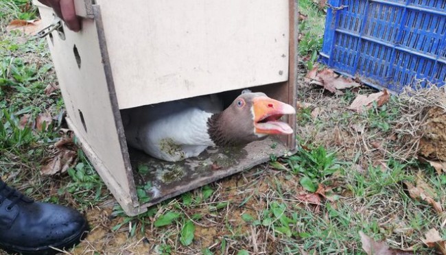 Kdz.Ereğli'de kaz dövüşüne jandarma baskını