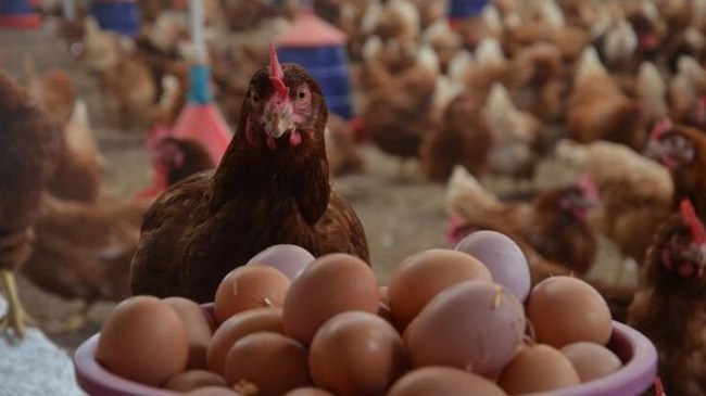 Kümes hayvanları üreticiliği azaldı