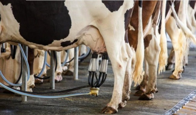 İnek sütü üretimi %10 arttı