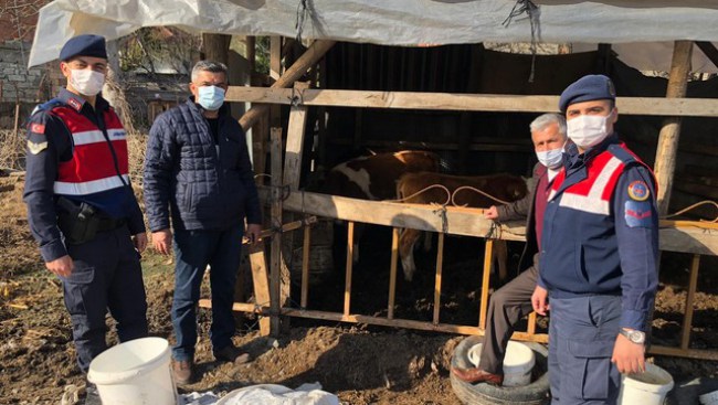 Kayıp inekleri jandarma drone'u buldu
