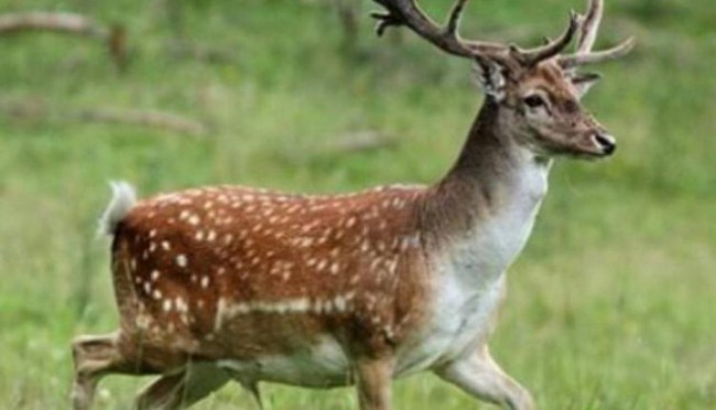 Çukur'da Alageyiği vuran avcılar tutuklandı