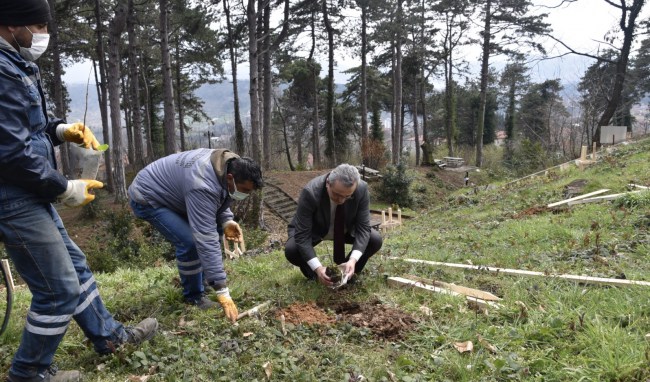 Belediye kestaneciye kestane fidanı dikti