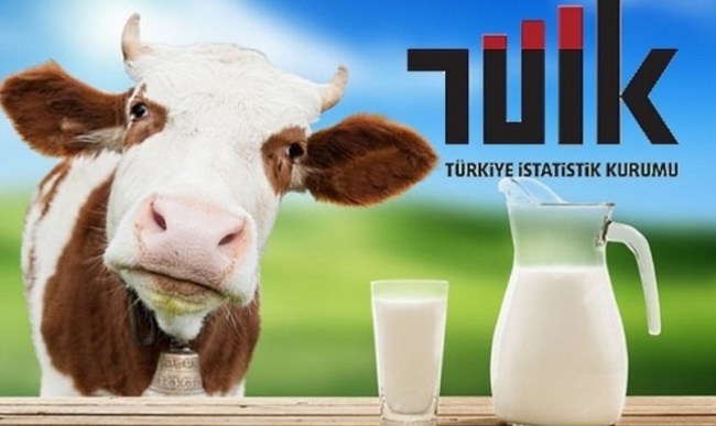 İnek sütü üretimi istikrarlı