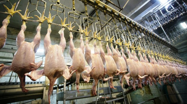 Kanatlı üretimi azaldı