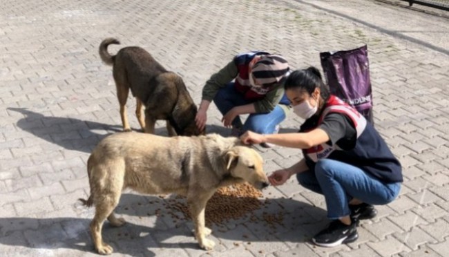 Sokak hayvanlarına jandarma şevkati
