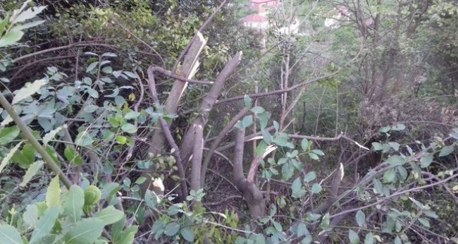 “Defne müteahiti Kırmacı’da suç işledi”