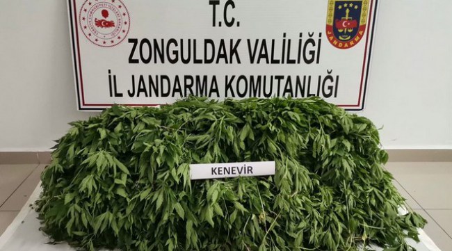 Jandarma'dan kenevir operasyonu.. Tam 12 bin kök..