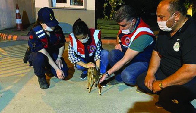 Annesini kaybeden yavru Karaca'ya jandarma sahip çıktı