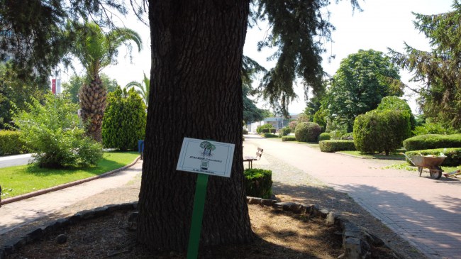 Kdz.Ereğli sahilinde 68 tür ağaç var