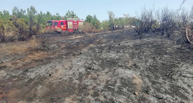 Ereğli’de orman yangını