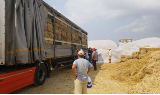 Zonguldak’tan Antalya’ya tır dolusu yonca otu