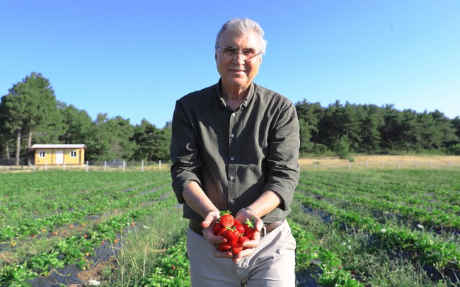 Sakarya'da el emeği çileklere yoğun ilgi