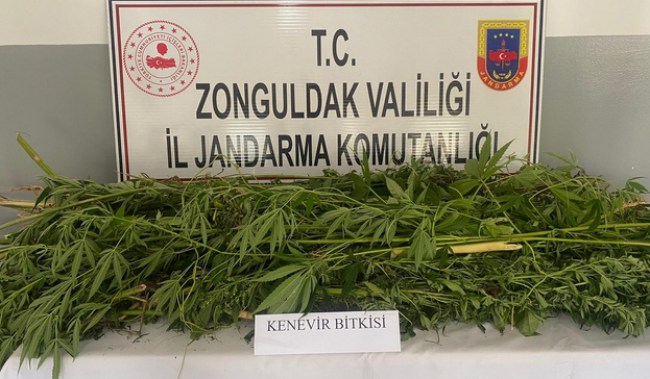 Devrek'te tarlaya uyuşturucu baskını