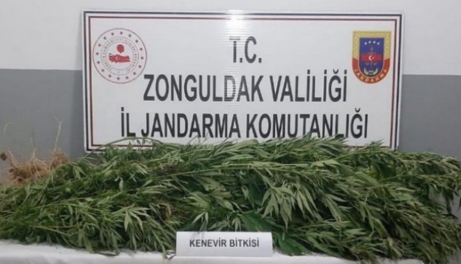 Devrek'te 38 kök kenevir ele geçirildi