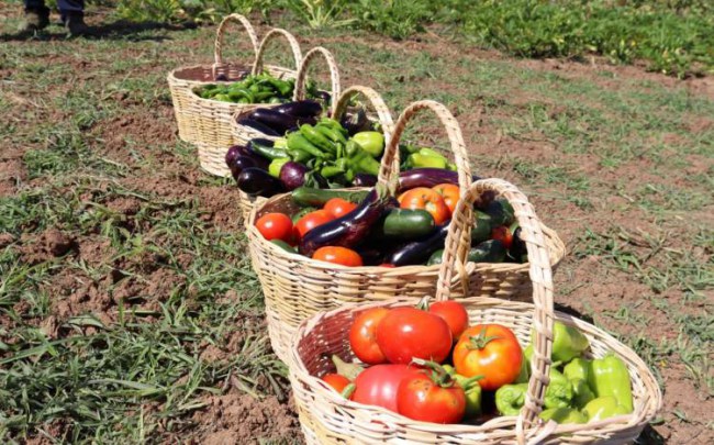 Kocaeli'de tarımsal üretime yazlık bakım