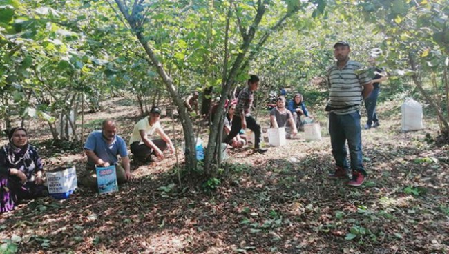 Fındığı, üreten de toplayanda sömürülüyor