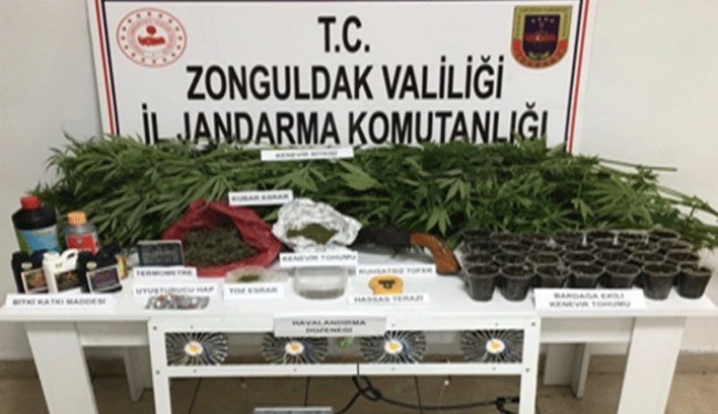 Çaycuma'da kenevir operasyonu