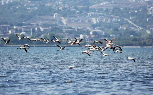 Filamingolar İzmit Körfezi'nde