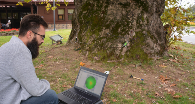 Ağaçlara röntgenli bakım