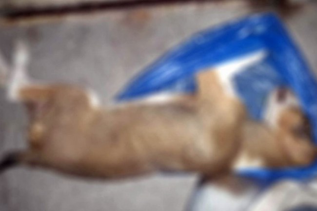 Aydın Kuşadası'ndan vahşete kınama!