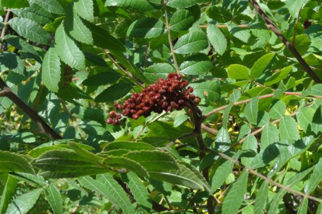 Sumağın ticaret hacmi artıyor