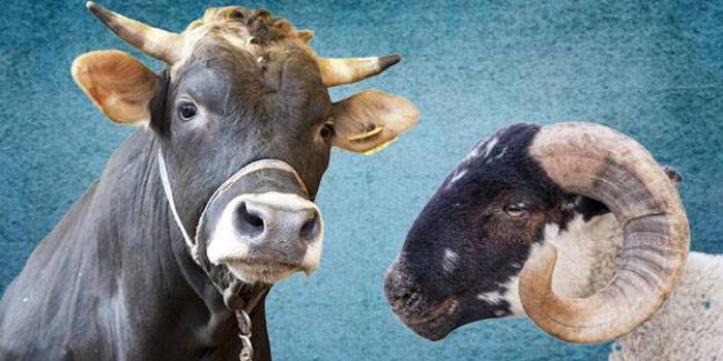 Zonguldak’ta büyükbaş ve küçükbaş hayvan sayıları belli oldu