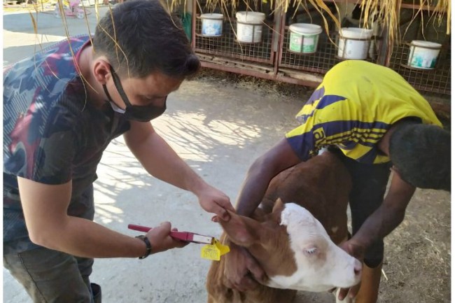 Aydın Nazilli'de şap aşılama çalışmaları devam ediyor