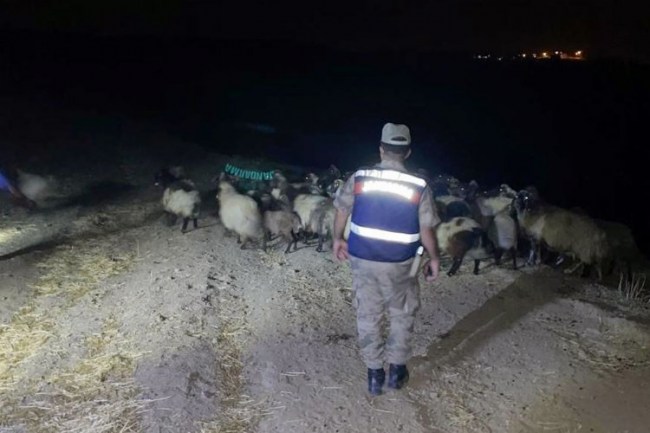 Batman Kozluk'ta koyun hırsızları yakalandı